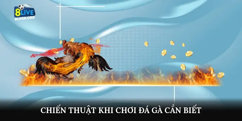 Chiến thuật khi chơi đá gà cần biết